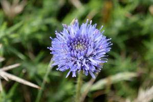 Jasione des montagnes : Tita’s Pictures, Jasione des montagnes, Fleur bleue, Fleur sauvage