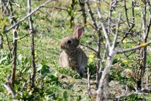 Lapereau : Tita’s Picture, Lapin de garenne, Lapereau