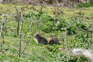 Lapereaux  : Tita’s Pictures, Lapin de Garenne, Lapereaux 