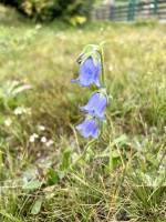 Fleur des Alpes : Tita’s Pictures, les Alpes, Fleurs, Clochettes violettes